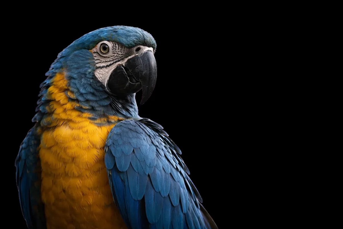 Arara-azul, símbolo de brasilidade e visão ampla